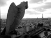 Les Gargouilles : What do you see when you look up to the top of the great cathedral of Notre Dame? You see monsters, half-man and half-beast. These demon looking creatures carved out of stone are called gargoyles. They are one of the many eerie stone figures that adorn the gutters of the Cathedral of Notre Dame in Paris. Gargoyle comes from a Latin word, meaning gullet or drain. That's what the strange looking creatures are, they're drainpipes. Each grotesque figure has a passageway inside that carries rainwater from the roof and out through the gargoyle. From the top of the cathedral's towers the gargoyles have a magnificent view of the city.

*********** color photos are also available for purchase in black & white  **************