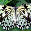 Butterfly Conservatory, Niagara Falls : 